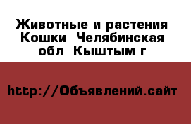 Животные и растения Кошки. Челябинская обл.,Кыштым г.